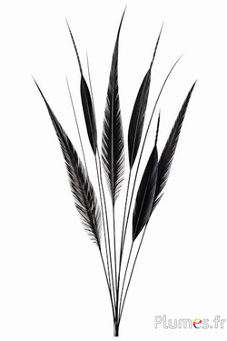Goldfasan Pfeil - 55-65 cm - schwarz